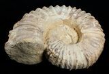 Massive ( inch Wide) Mantelliceras Ammonite #3751-3